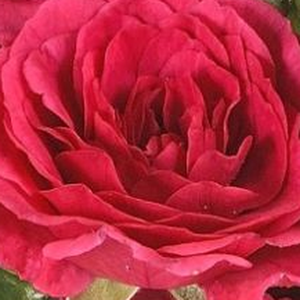 Róże ogrodowe - róże okrywowe - różowy  - Rosa  Limesfeuer - róża z dyskretnym zapachem - Colin A. Pearce - Spektakularny wygląd można osiągnąć poprzez grupowe sadzenie.